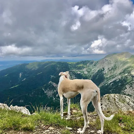Lirios, Pirineo Aragones * Borau